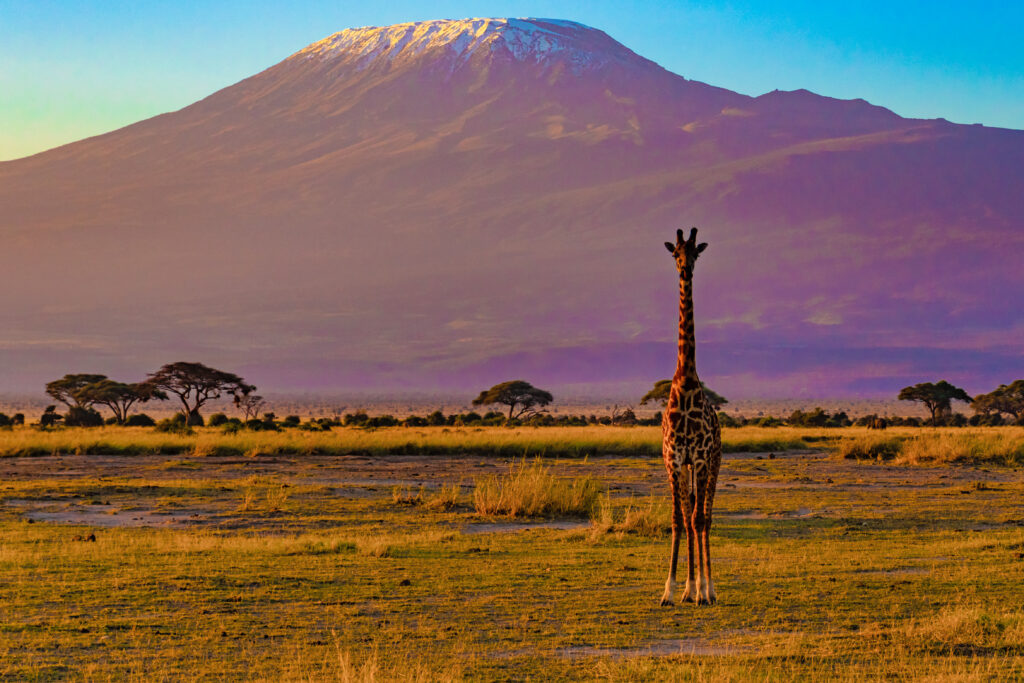 Voyager en Afrique en famille — 5 destinations sûres et abordables (girafe dans la savane)