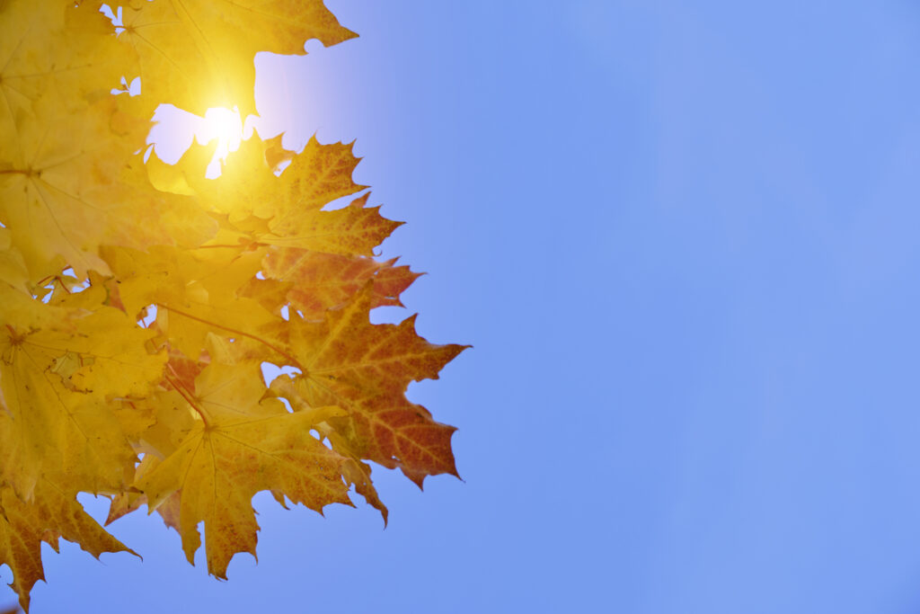 Feuille d’automne dorée sous un ciel bleu ensoleillé – idée de voyage au soleil en novembre 2025