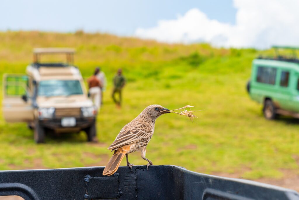 Quand partir en Tanzanie — climat & saisons 2025 : oiseau en safari, 4x4 dans la savane