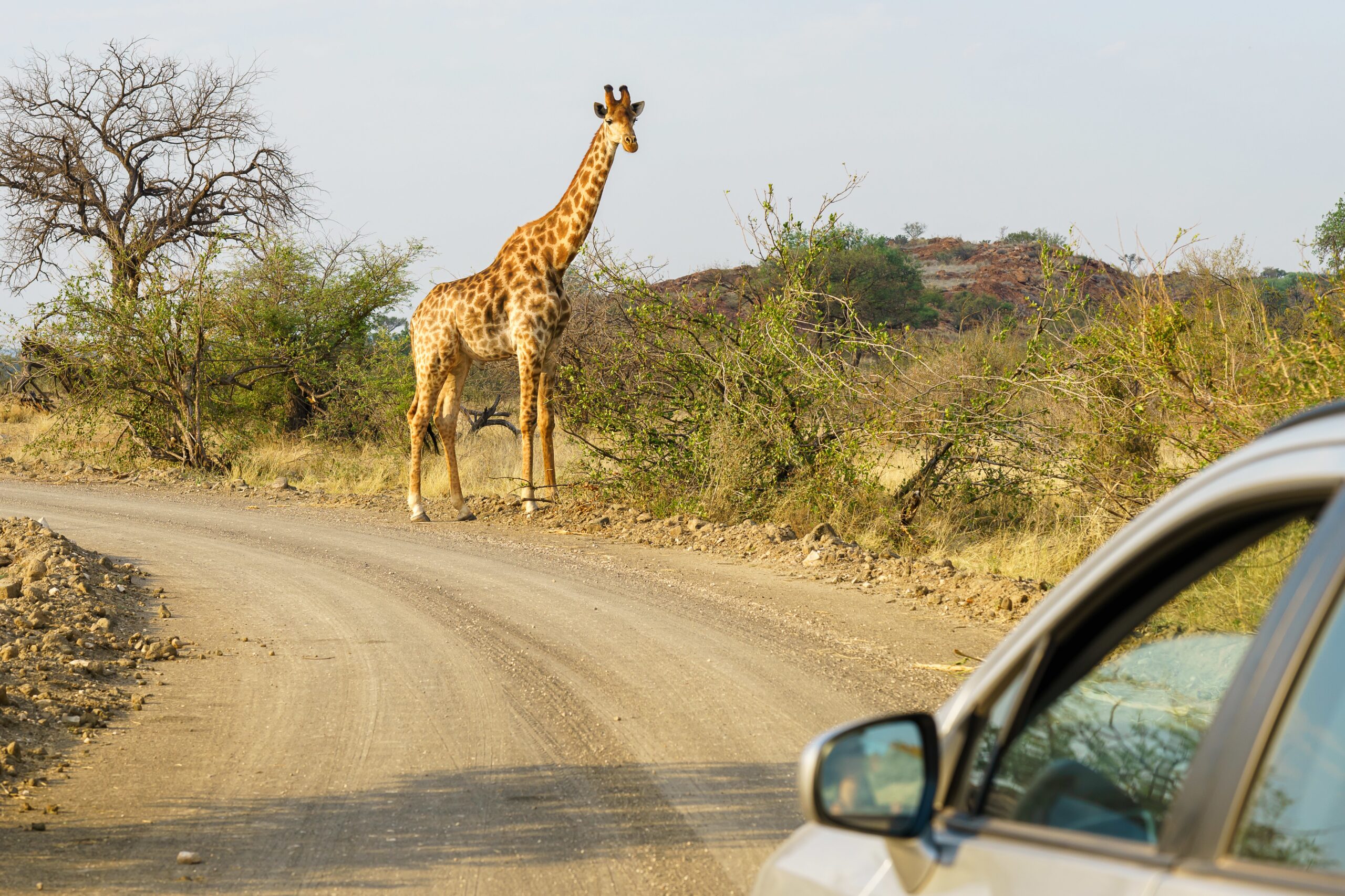 Quand partir en Afrique du Sud — climat & saisons 2025 : girafe sur piste de safari (4x4)