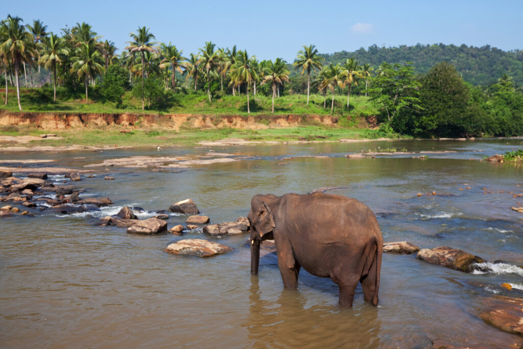 Sri Lanka carte — itinéraire, que faire & quand partir (éléphant dans une rivière)